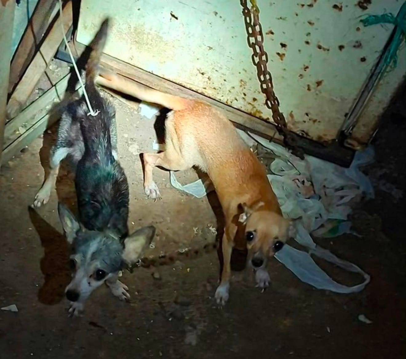 Resguarda Ayuntamiento de Veracruz dos caninas tras reporte por presunto maltrato animal